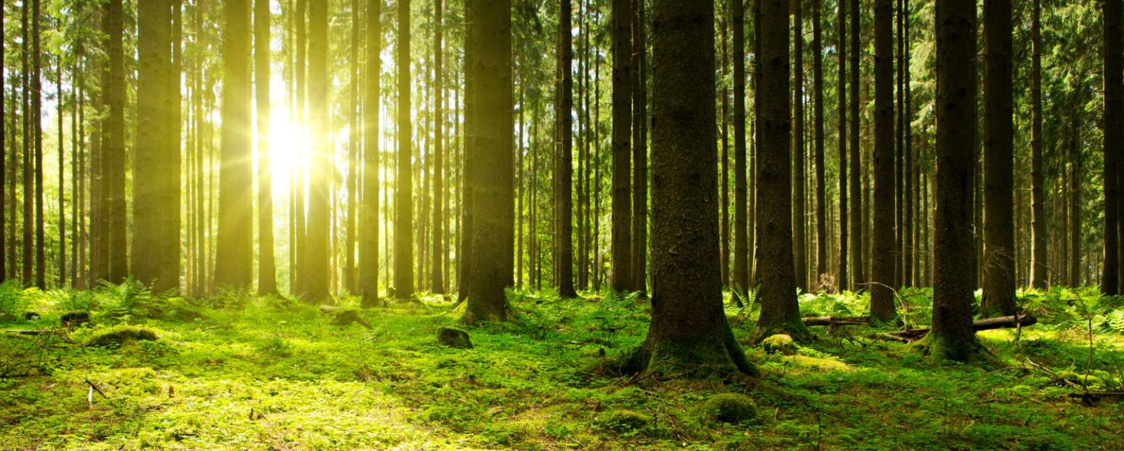 Na zelenej ceste už takmer 20 rokov