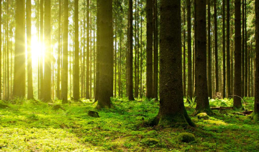 Na zelenej ceste už takmer 20 rokov